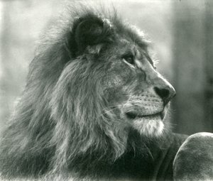León macho Kuja en el Zoológico de Londres en enero de 1925 de Frederick William Bond