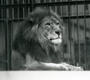 León macho 