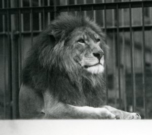 León macho Kuja acostado en su recinto en el Zoológico de Londres en enero de 1925 de Frederick William Bond