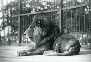 León macho Toto acostado en su recinto en el Zoológico de Londres en septiembre de 1927