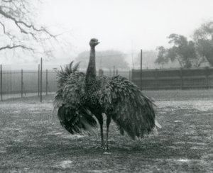 Exhibición de llamada de un Ñandú Mayor macho, Zoológico de Londres de Frederick William Bond