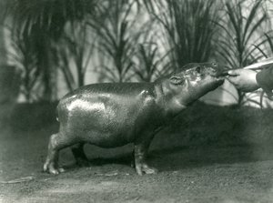 Percy, un joven hipopótamo pigmeo siendo alimentado a mano en el Zoológico de Londres, noviembre de 1923 de Frederick William Bond