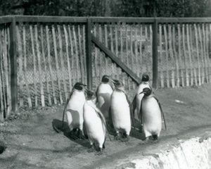 Seis pingüinos rey caminando junto a su piscina en el Zoológico de Londres en 1927 de Frederick William Bond