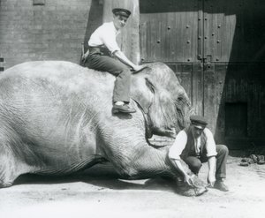 Sundermalah teniendo su pie delantero recortado por un cuidador, con una lima, mientras otro se sienta en su espalda, Zoológico de Londres, agosto de 1926 de Frederick William Bond