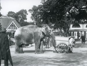 Syed Ali montando a Indiarani detrás de una carretilla, Zoológico de Londres, octubre de 1925 de Frederick William Bond