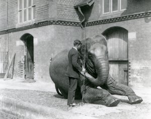 Syed Ali, entrenando a Indiarani frente a la Casa de los Elefantes, Zoológico de Londres, agosto de 1923 de Frederick William Bond
