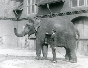 Syed Ali, entrenando a Indiarani frente a la Casa de los Elefantes, Zoológico de Londres, agosto de 1923 de Frederick William Bond