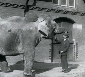 Syed Ali entrenando a Indiarani frente a la Casa de los Elefantes, Zoológico de Londres, octubre 1925 de Frederick William Bond