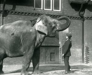 Syed Ali entrenando a Indiarani frente a la Casa de los Elefantes, Zoológico de Londres, octubre de 1925 de Frederick William Bond