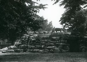 Eland en el Paddock de Antílopes en el Zoológico de Londres, junio de 1924