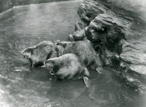 Tres castores en su piscina en el Zoológico de Londres, años 1920