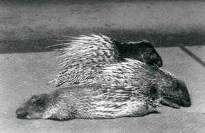 Tres puercoespines del Cabo de Sudáfrica, Zoológico de Londres, 1925 de Frederick William Bond