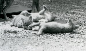Tres cachorros de coyote rodando en el suelo, a los pies de su madre, Zoológico de Londres de Frederick William Bond