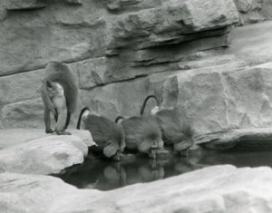 Tres babuinos sagrados beben de una piscina en su recinto rocoso mientras un cuarto se aleja, Zoológico de Londres, junio de 1925 de Frederick William Bond