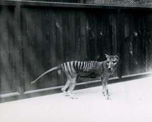Lobo de Tasmania en el Zoológico de Londres, antes de 1930 de Frederick William Bond
