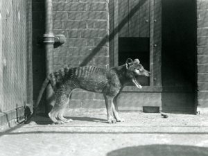 Tilacino / Lobo de Tasmania en el Zoológico de Londres en agosto de 1926 (foto en blanco y negro) de Frederick William Bond