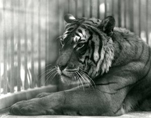 Tigre Sam en el Zoológico de Londres, 1925