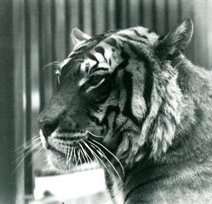 Tigre Sam en el Zoológico de Londres en 1925 de Frederick William Bond