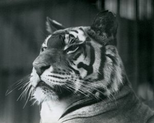 Tigresa Sally en el Zoológico de Londres en 1927 de Frederick William Bond