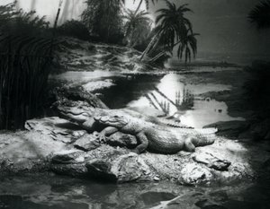 Dos caimanes en un entorno panorámico, Zoológico de Londres en junio de 1927
