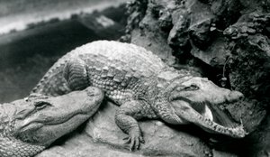 Dos caimanes americanos en el zoológico de Londres, julio de 1914