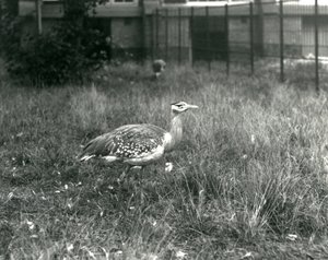 Dos avutardas árabes en su recinto en el Zoológico de Londres, septiembre de 1927