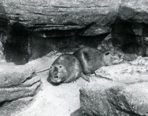 Dos coipos descansando entre las rocas en su recinto en el Zoológico de Londres, abril de 1925 de Frederick William Bond