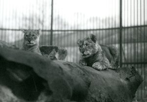 Dos cachorros de león, que nacieron en la colección, en su recinto en el zoológico de Londres, abril de 1924 de Frederick William Bond