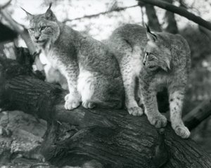 Dos linces boreales, uno sentado y otro de pie, en una rama, Zoológico de Londres, octubre de 1925