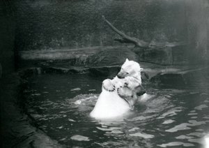 Dos osos polares, incluyendo un juvenil, abrazándose y jugando en una piscina en el Zoológico de Londres, junio de 1922 de Frederick William Bond