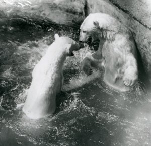 Dos osos polares juegan en su piscina. Zoológico de Londres en 1926 de Frederick William Bond