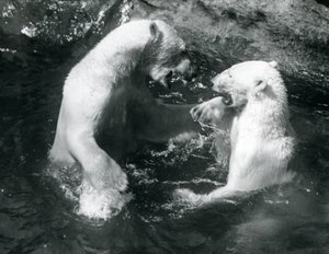 Dos Osos Polares jugando en su piscina en el Zoológico de Londres en 1926 de Frederick William Bond