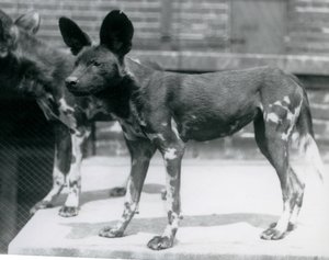 Dos perros salvajes somalíes en el Zoológico de Londres, julio de 1925 de Frederick William Bond