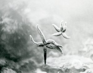 Dos estrellas de mar, en el vidrio del acuario, mostrando sus partes inferiores en el Zoológico de Londres en marzo de 1925 de Frederick William Bond
