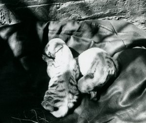 Dos cachorros de hiena rayada en el zoológico de Londres, c.1914 de Frederick William Bond