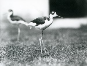 Dos avocetas de cuello negro de pie en el césped, Zoológico de Londres, julio de 1925
