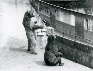 Dos osos pardos, uno de pie sobre sus patas traseras y otro sentado, mirando hacia abajo desde las Terrazas Mappin, Zoológico de Londres, julio de 1925 de Frederick William Bond