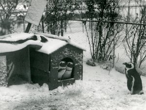 Dos pingüinos de patas negras en peligro de extinción miran desde su caja nido, en la nieve, mientras otro observa, Zoológico de Londres, 1924 de Frederick William Bond