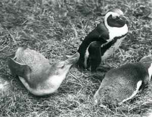 Dos pingüinos africanos juveniles y uno adulto en el Zoológico de Londres, abril de 1925 de Frederick William Bond