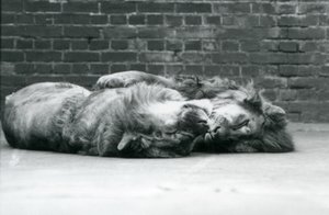 Dos leones acostados durmiendo con sus patas alrededor del otro, Zoológico de Londres de Frederick William Bond