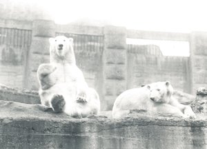Dos osos polares en el Zoológico de Londres, 1927