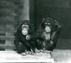 Dos jóvenes chimpancés sentados en una caja de madera, Zoológico de Londres