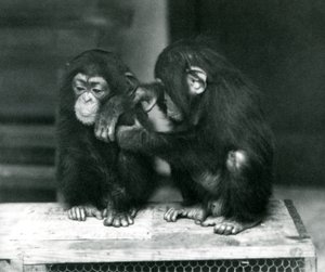 Dos jóvenes chimpancés sentados en una caja de madera, Zoológico de Londres, 1924