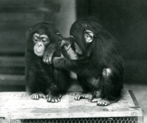 Dos jóvenes chimpancés sentados en una caja de madera. Uno se queda quieto mientras el otro le acicala el pelaje, zoológico de Londres de Frederick William Bond