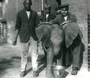 Joven elefante africano Kiberenge, bebiendo de un cubo, con los entrenadores Darish y Syed Ali, y el cuidador H. Robertson en 1923 de Frederick William Bond