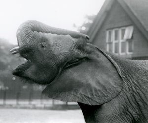 Joven elefante africano Kiberenge levantando su trompa y llamando, Zoológico de Londres, agosto de 1925