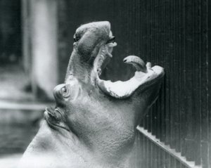 Joven hipopótamo Bobbie en el Zoológico de Londres, 1927 de Frederick William Bond