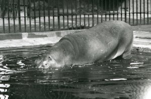 Joven hipopótamo Bobbie entrando a su piscina en el zoológico de Londres en agosto de 1927 de Frederick William Bond