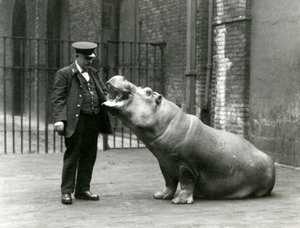 El joven hipopótamo Bobbie sentado para el cuidador Ernie Bowman, Zoológico de Londres, julio de 1923 de Frederick William Bond