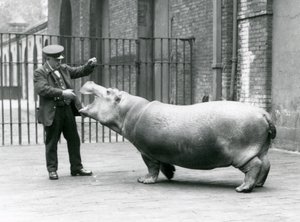 El joven hipopótamo Bobbie con el cuidador Ernie Bowman, Zoológico de Londres, julio de 1923 de Frederick William Bond